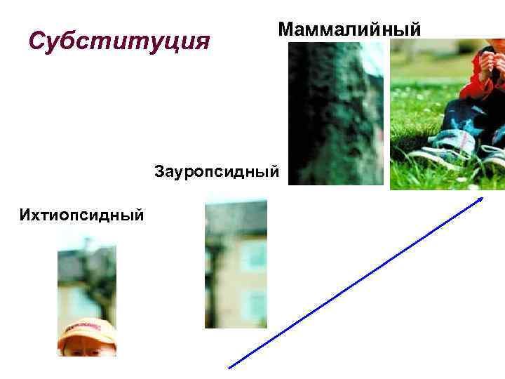 Субституция Маммалийный Зауропсидный Ихтиопсидный 