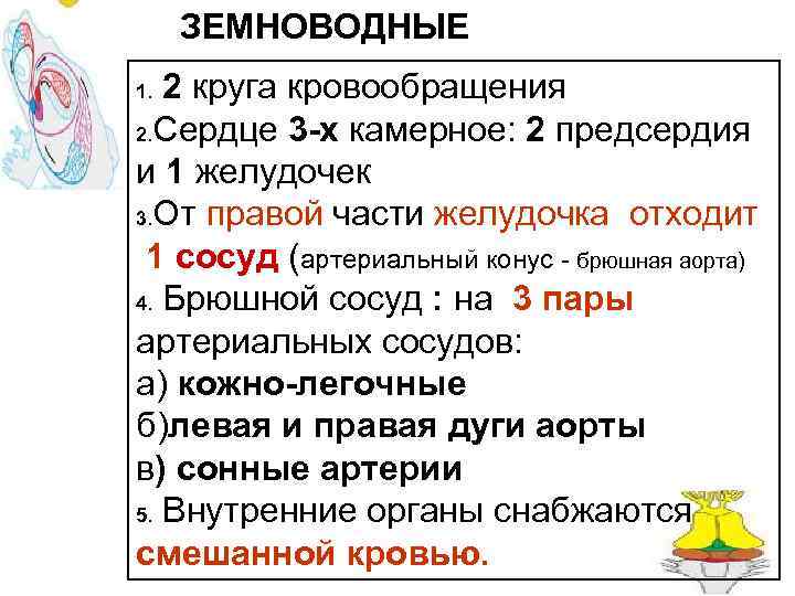ЗЕМНОВОДНЫЕ 2 круга кровообращения 2. Сердце 3 -х камерное: 2 предсердия и 1 желудочек