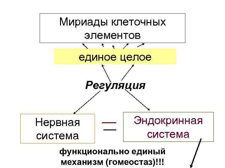 Мириады клеточных элементов единое целое Регуляция Нервная система Эндокринная система функционально единый механизм (гомеостаз)!!!