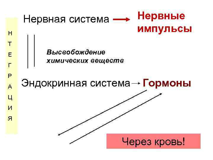 и Нервные импульсы Нервная система Н Т Е Г Р А Высвобождение химических веществ