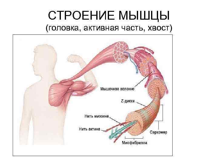 СТРОЕНИЕ МЫШЦЫ (головка, активная часть, хвост) 