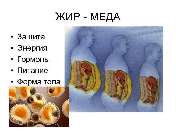 ЖИР - МЕДА • • • Защита Энергия Гормоны Питание Форма тела 
