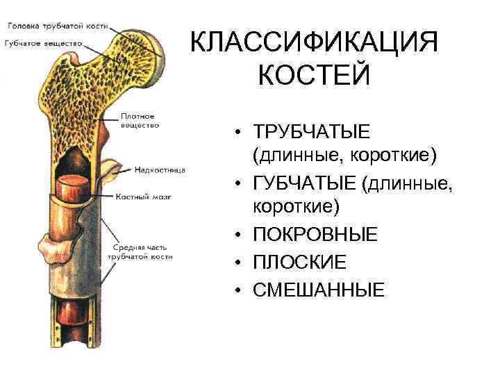 КЛАССИФИКАЦИЯ КОСТЕЙ • ТРУБЧАТЫЕ (длинные, короткие) • ГУБЧАТЫЕ (длинные, короткие) • ПОКРОВНЫЕ • ПЛОСКИЕ
