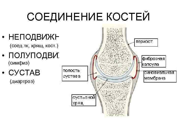 СОЕДИНЕНИЕ КОСТЕЙ • НЕПОДВИЖНЫЕ (соед. тк, хрящ, кост. ) • ПОЛУПОДВИЖНЫЕ (симфиз) • СУСТАВ