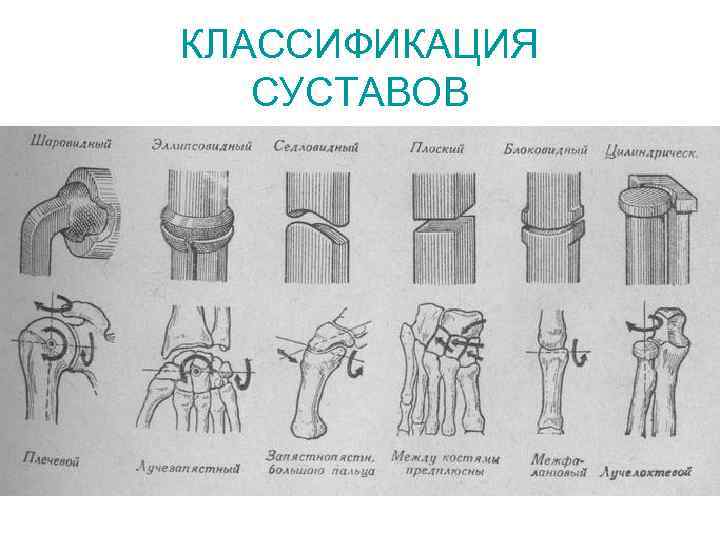 КЛАССИФИКАЦИЯ СУСТАВОВ 