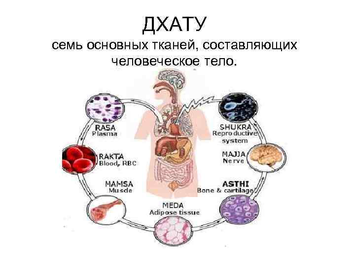 ДХАТУ семь основных тканей, составляющих человеческое тело. 