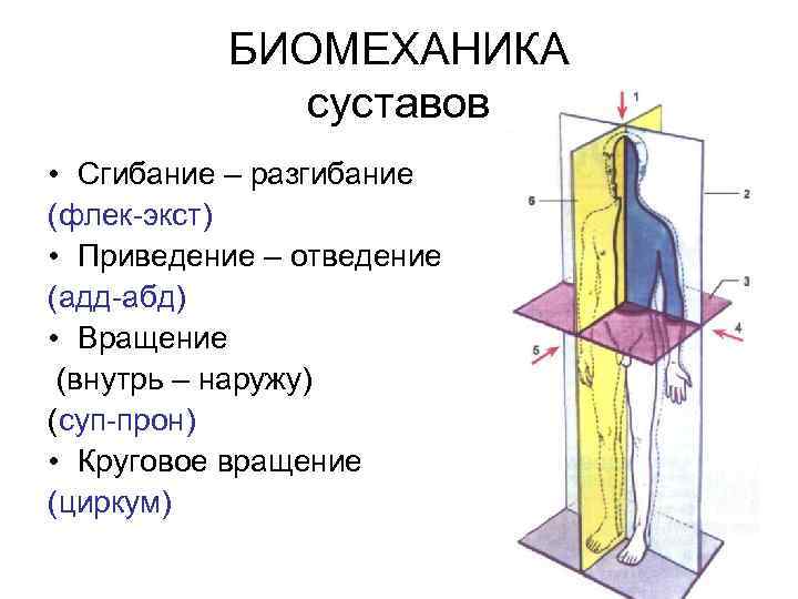 БИОМЕХАНИКА суставов • Сгибание – разгибание (флек-экст) • Приведение – отведение (адд-абд) • Вращение