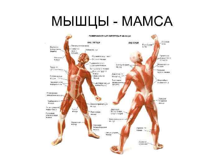 МЫШЦЫ - МАМСА 