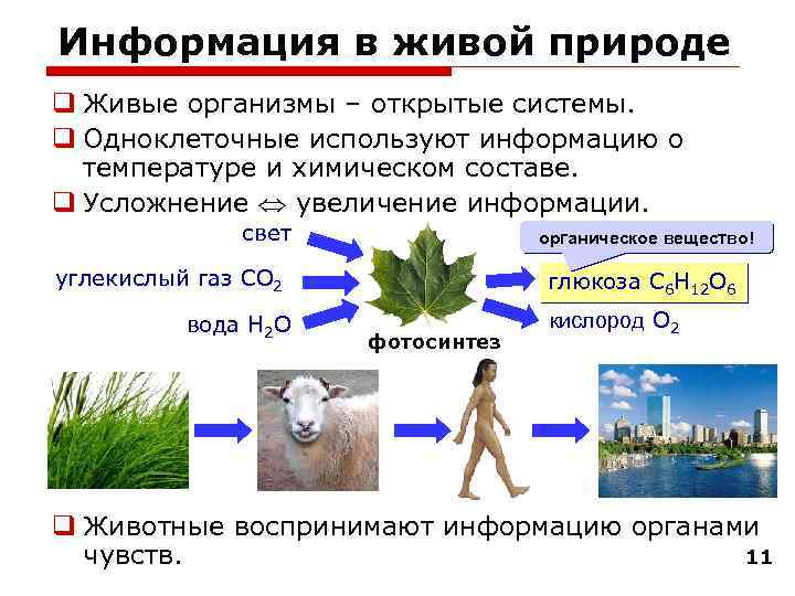 Информация в живой природе Живые организмы – открытые системы. Одноклеточные используют информацию о температуре
