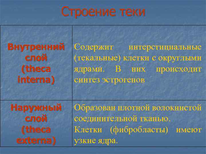 Течет внутренний. Клетки внутреннего слоя теки синтезируют:. Внутренний слой теки содержит. Текальный слой. Наружный и внутренний слой теки.