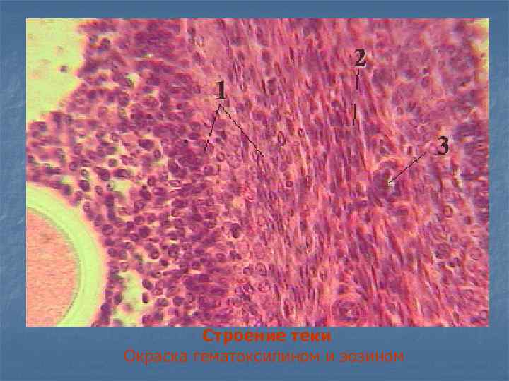 Строение теки Окраска гематоксилином и эозином 