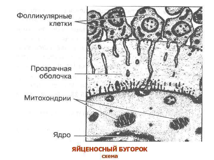 ЯЙЦЕНОСНЫЙ БУГОРОК схема 