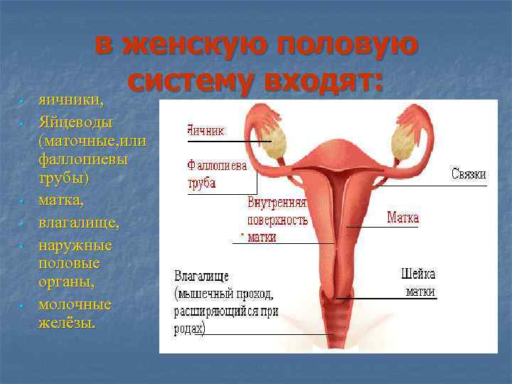  • • • в женскую половую систему входят: яичники, Яйцеводы (маточные, или фаллопиевы