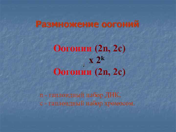 Размножение оогоний Оогонии (2 n, 2 с) х 2 k Оогонии (2 n, 2
