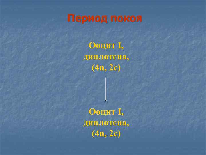Период покоя Ооцит I, диплотена, (4 n, 2 с) Ооцит I, диплотена, (4 n,