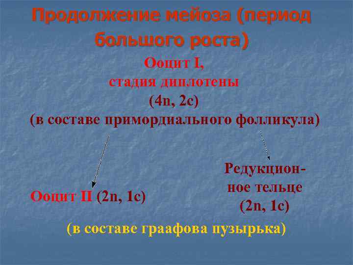 Продолжение мейоза (период большого роста) Ооцит I, стадия диплотены (4 n, 2 с) (в