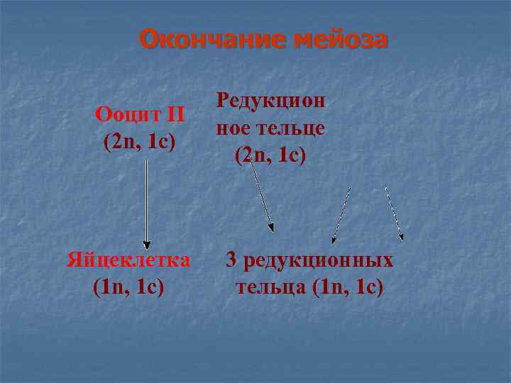 Окончание мейоза Ооцит II (2 n, 1 с) Яйцеклетка (1 n, 1 с) Редукцион