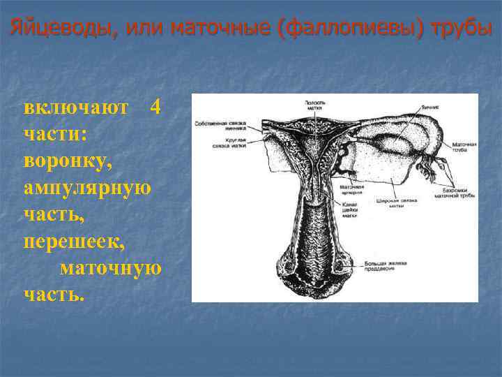 Яйцевод. Строение яйцевода. Строение матки яйцевод. Маточные трубы яйцеводы или.