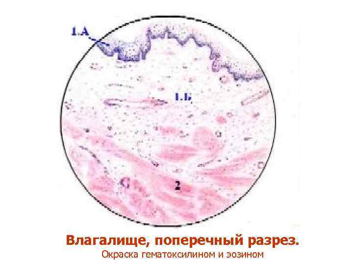 Влагалище, поперечный разрез. Окраска гематоксилином и эозином 