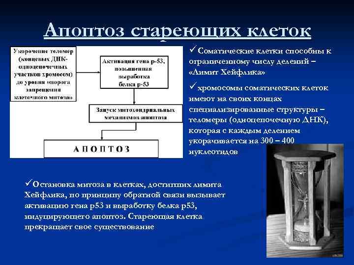 Апоптоз стареющих клеток üСоматические клетки способны к ограниченному числу делений – «Лимит Хейфлика» üхромосомы