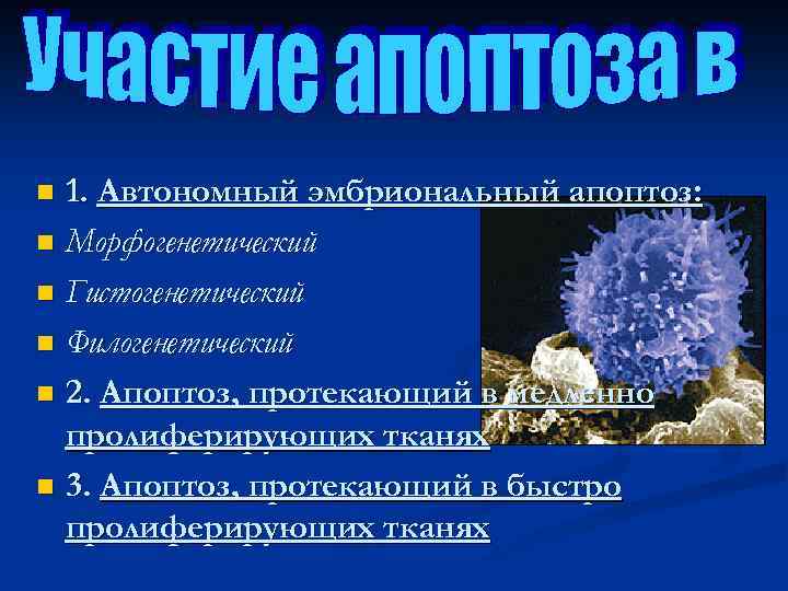 1. Автономный эмбриональный апоптоз: n Морфогенетический n Гистогенетический n Филогенетический n 2. Апоптоз, протекающий