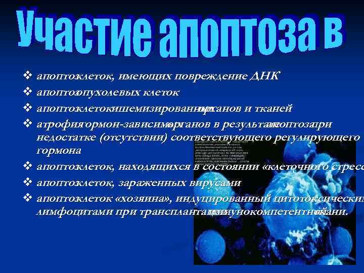 v апоптоз клеток, имеющих повреждение ДНК v апоптоз опухолевых клеток v апоптоз клетокишемизированных органов