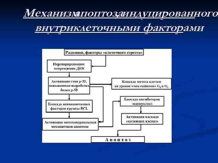 Механизм апоптозаиндуцированного , внутриклеточными факторами 