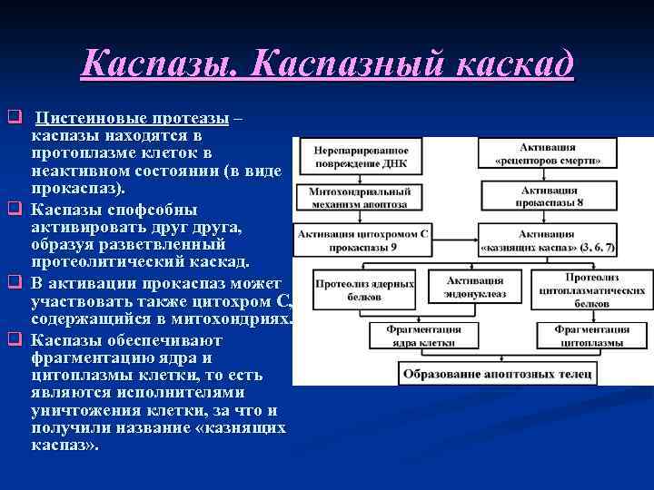 Каспазы. Каспазный каскад q Цистеиновые протеазы – каспазы находятся в протоплазме клеток в неактивном