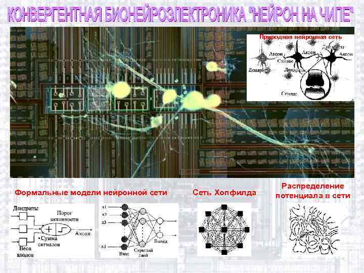 Природная нейронная сеть Формальные модели нейронной сети Сеть Хопфилда Распределение потенциала в сети 