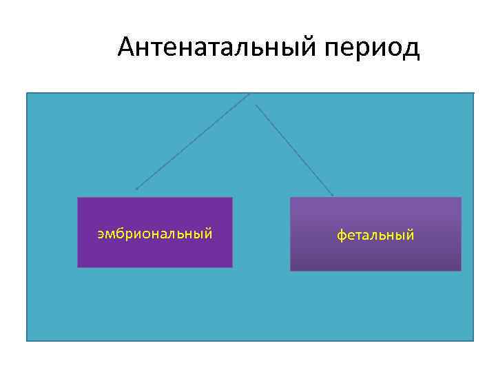 Антенатальный период эмбриональный фетальный 