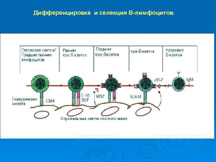Дифференцировка и селекция В-лимфоцитов 