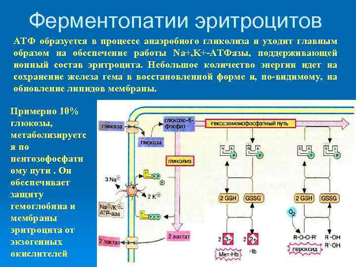 Метаболизм эритроцитов схема биохимия