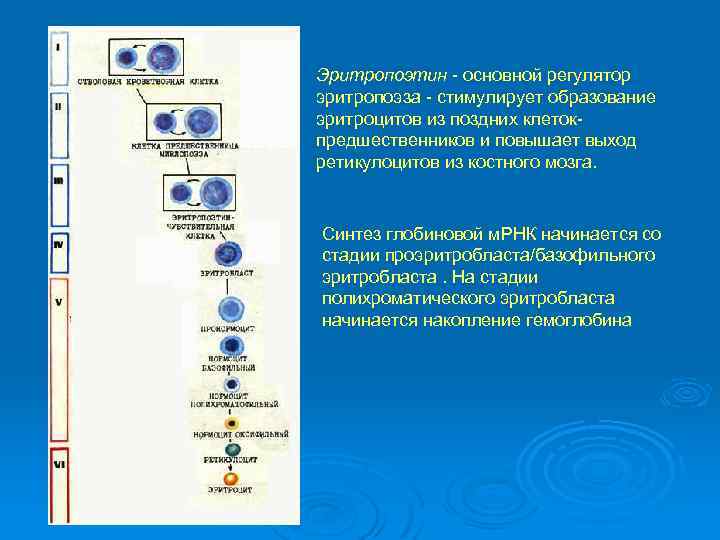 Эритропоэтин основной регулятор эритропоэза стимулирует образование эритроцитов из поздних клеток предшественников и повышает выход