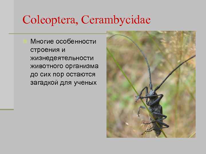Coleoptera, Cerambycidae n Многие особенности строения и жизнедеятельности животного организма до сих пор остаются