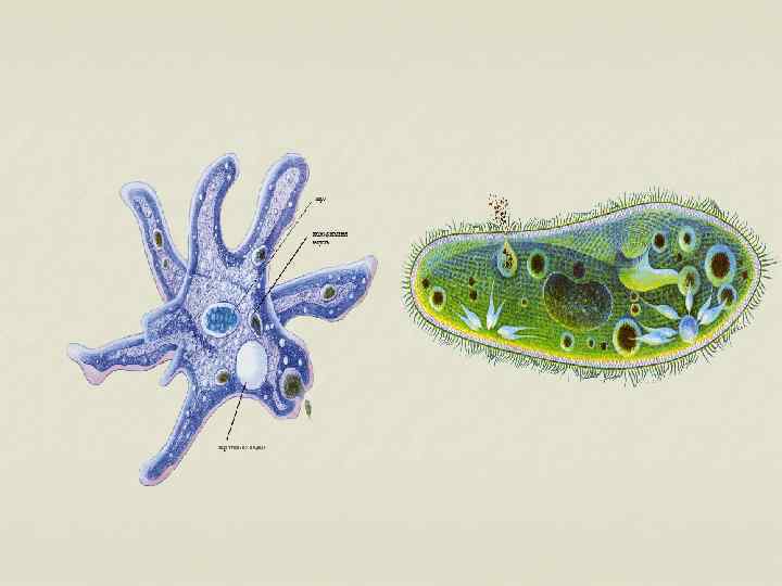 Картинки простейших организмов