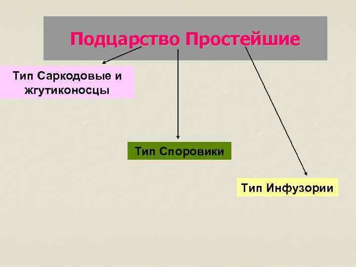 Подцарство Простейшие Тип Саркодовые и жгутиконосцы Тип Споровики Тип Инфузории 