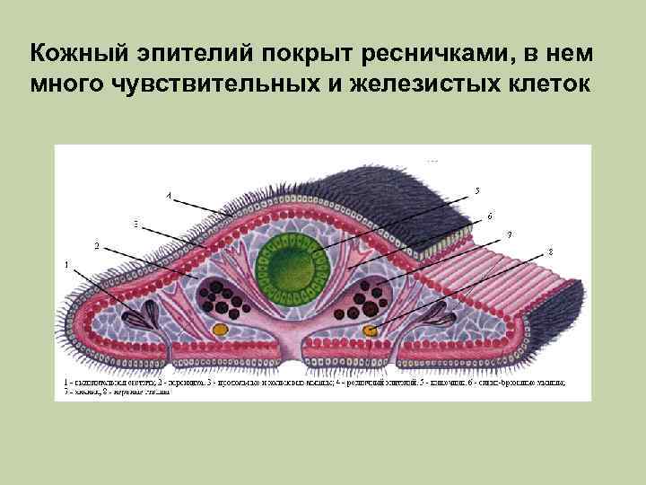 Кожный эпителий покрыт ресничками, в нем много чувствительных и железистых клеток 