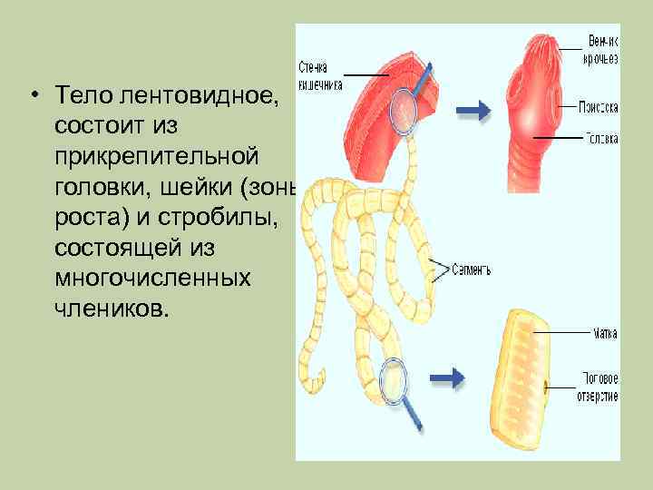 Состоят из члеников. Тело ленточного червя состоит из головки шейки. Тело состоит из члеников. Тело разделено на членики у.