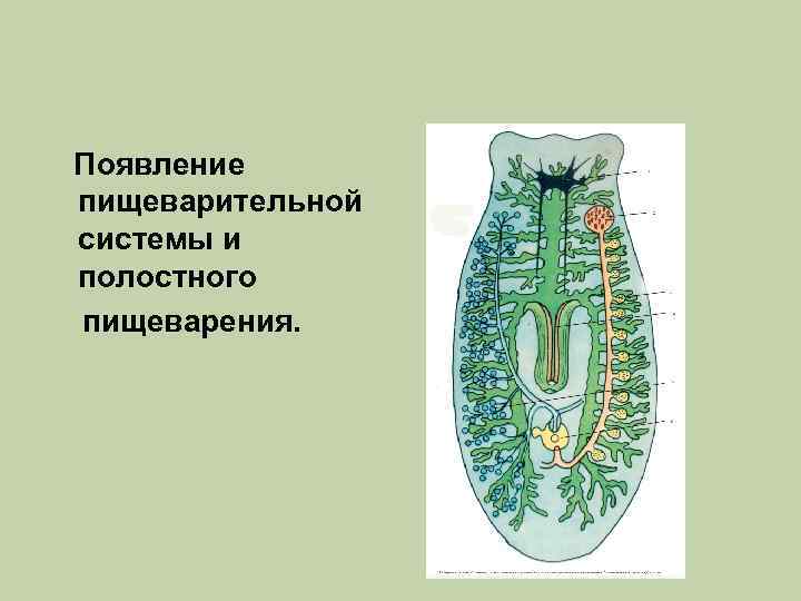 Пищеварительная система плоских червей