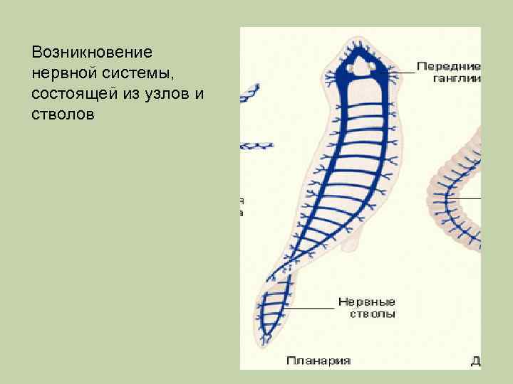 Последовательность появления червей. Происхождение плоских червей. Происхождение типа плоские черви. Происхождение нервной системы.