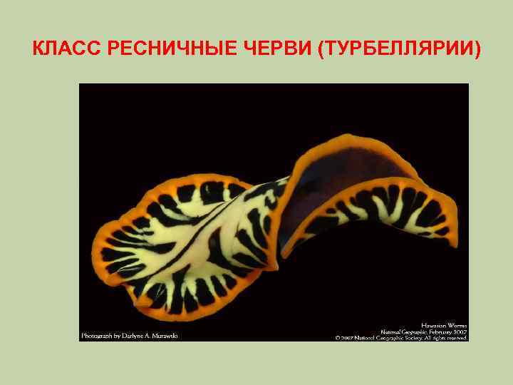 КЛАСС РЕСНИЧНЫЕ ЧЕРВИ (ТУРБЕЛЛЯРИИ) 