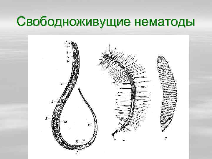 Лучевая симметрия червя