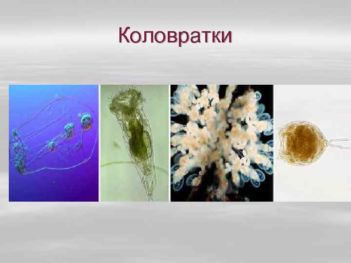 Коловратки 