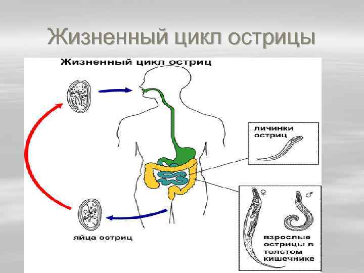 Рассмотрите рисунок на котором представлен цикл развития острицы и ответьте на вопросы