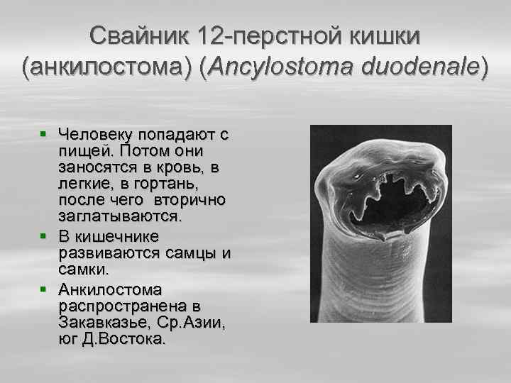 Свайник 12 -перстной кишки (анкилостома) (Ancylostoma duodenale) § Человеку попадают с пищей. Потом они