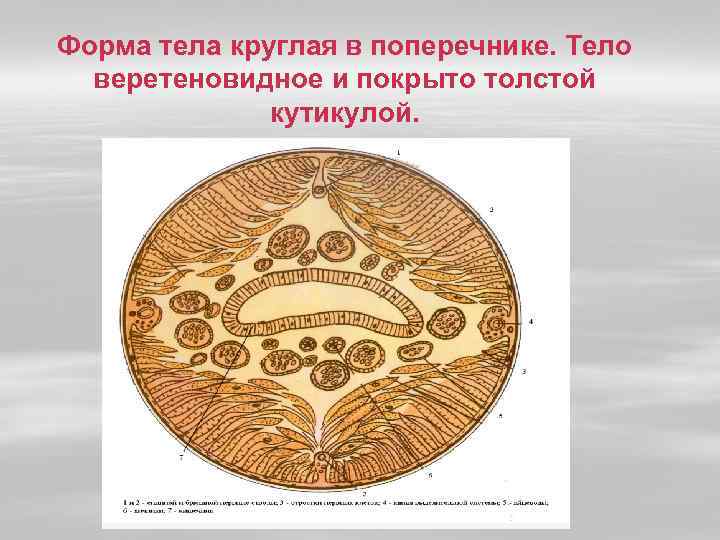 Форма тела круглая в поперечнике. Тело веретеновидное и покрыто толстой кутикулой. 