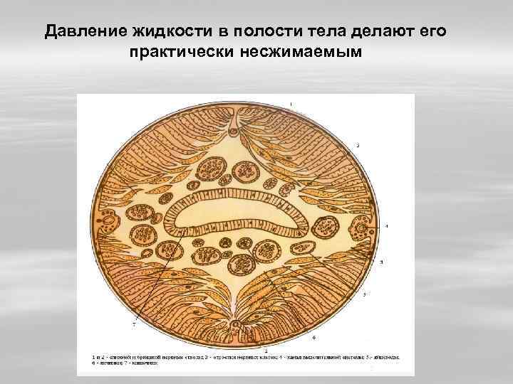 Давление жидкости в полости тела делают его практически несжимаемым 