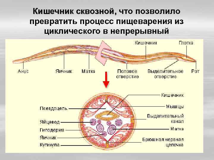 Кишечник сквозной, что позволило превратить процесс пищеварения из циклического в непрерывный 