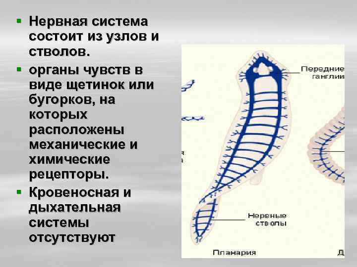 Органы дыхания червей. Тип круглые черви дыхательная система. Дыхательная система система круглых червей. Дыхательная система круглых червей представлена. Круглые черви органы дыхания.