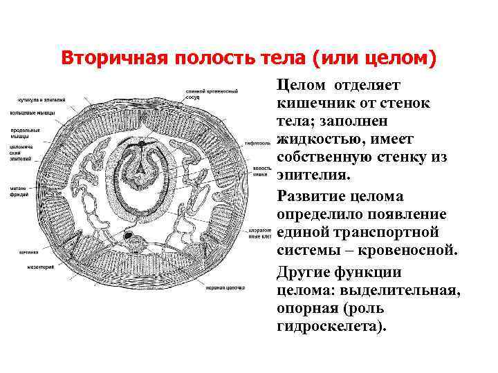 Вторичная полость тела кольчатых червей